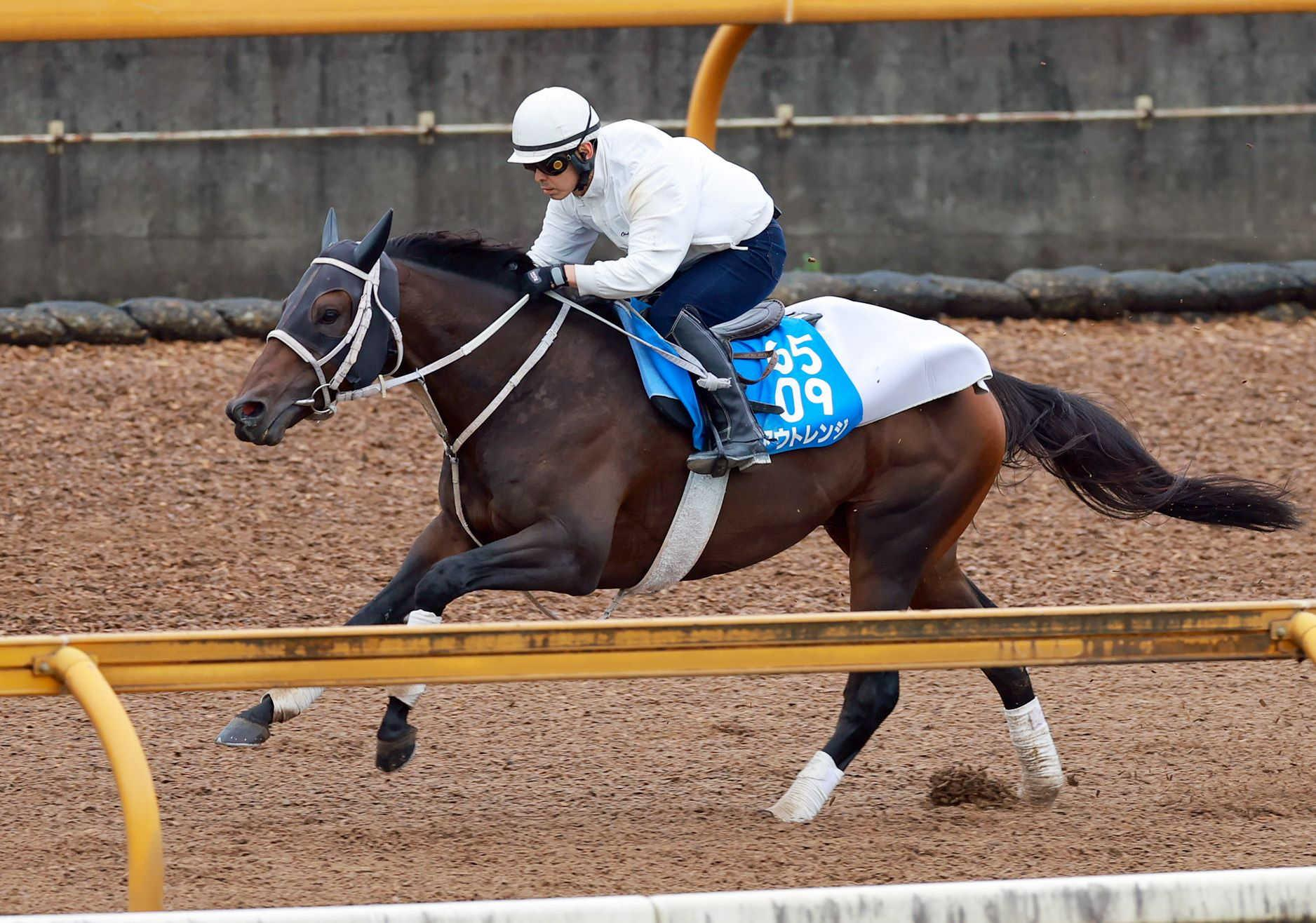 【みやこＳ】アウトレンジ　飛躍の秋へ必勝リハ　２週前には圧巻自己ベスト　大久保師「中間は素晴らしい動き」