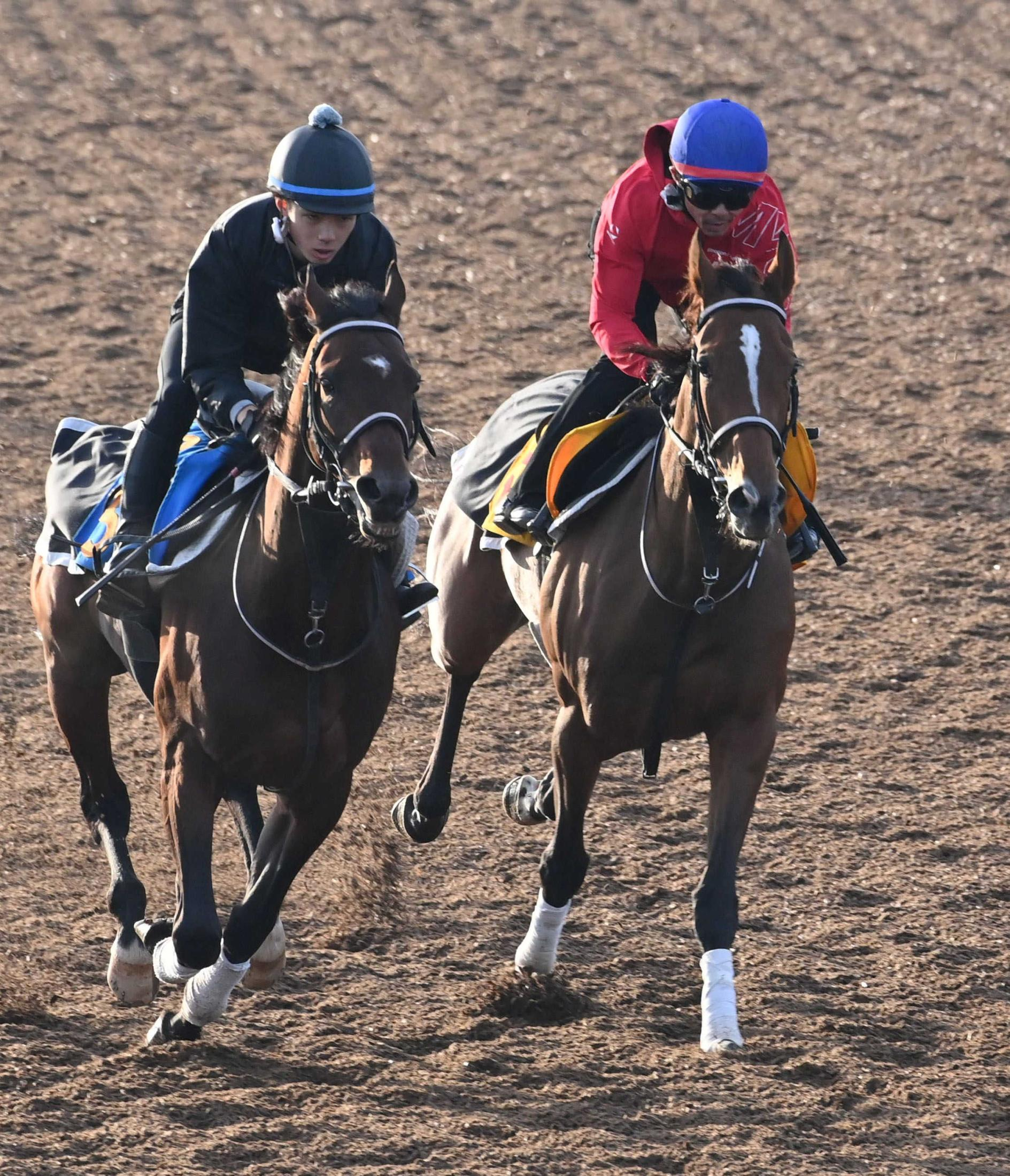 【アルゼンチン共和国杯】ホーエリート　牡馬相手も重賞初制覇へチャンス十分　戸崎圭「力をつけている」