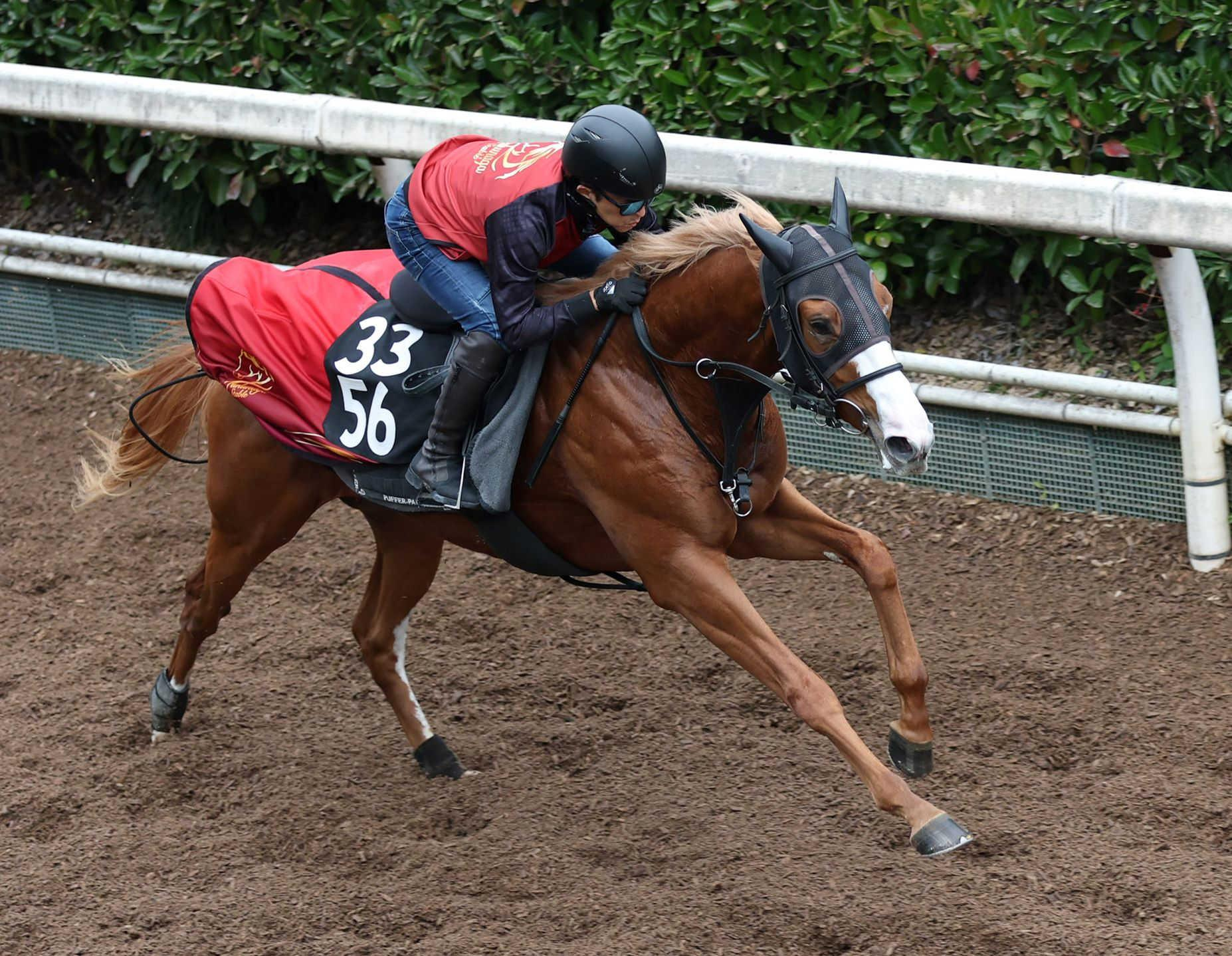 【京王杯２歳Ｓ】ダイヤモンドノット　豪快に登坂　福永師なじみの血統に期待「軽くて切れるのが良さ」