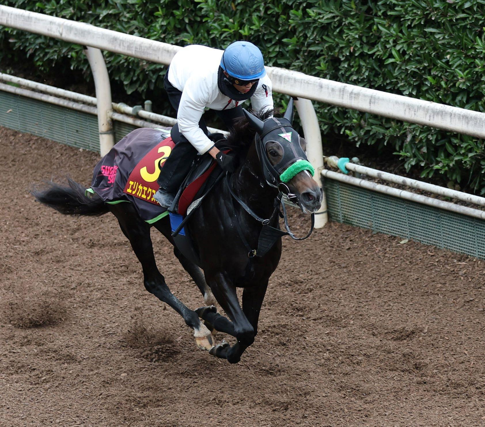 【エリザベス女王杯】エリカエクスプレス　ハツラツとした脚さばき　杉山晴師「いい動きでした」