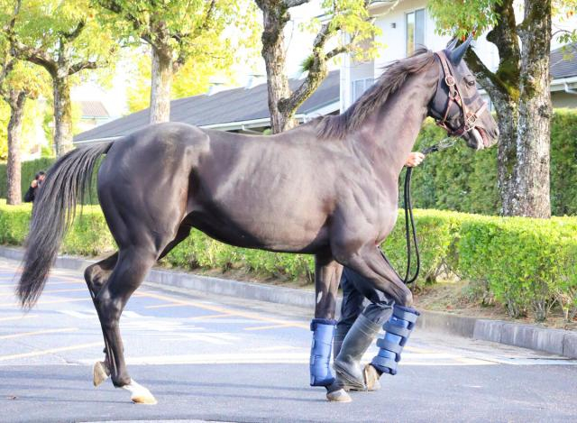 【注目馬動向】今年のダービー馬クロワデュノール帰厩　ジャパンCでの復帰目指す　斉藤崇調教師「行けるなら行きたい」