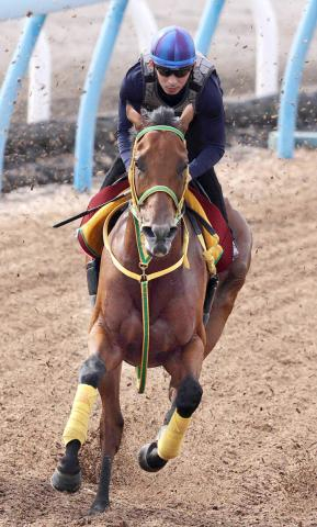 【エリザベス女王杯】「ノーチャンスではない」木幡初也騎手とシンリョクカが三度目の正直だ
