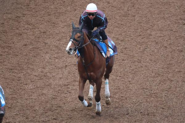 【エリザベス女王杯など予想】先週日曜日は福島競馬で回収率200%超と好調！ 重賞出走有力馬の調教内容をジャッジ