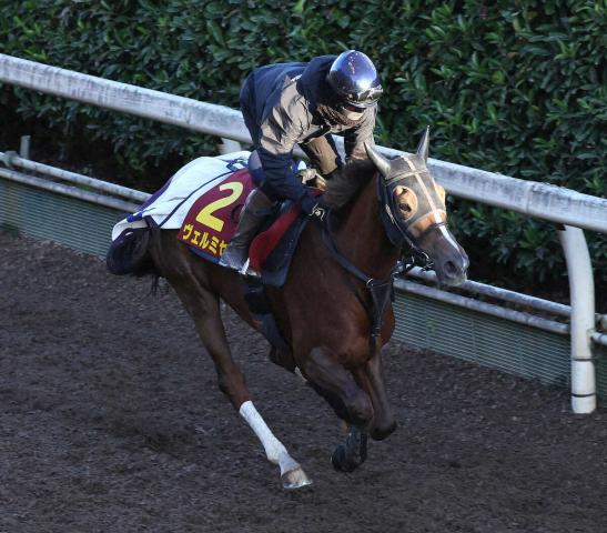 【エリザベス女王杯】ヴェルミセル　鮫島駿も好感触「順調で前走よりいい感じ」