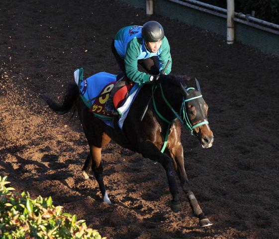 【エリザベス女王杯】サフィラ　体重増で本番へ、池添師「道中リラックスして運べればこの距離でも」