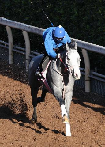 【デイリー杯2歳S】キャンディード力強い動き!松下師「精神的にも成長してくれている」