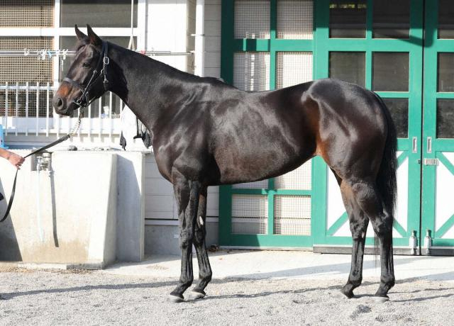 【マイルCS】ラヴァンダ85点　冬毛少なく毛ヅヤ良好