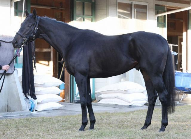 【マイルCS】マジックサンズ85点　肩から胸前の筋肉立派