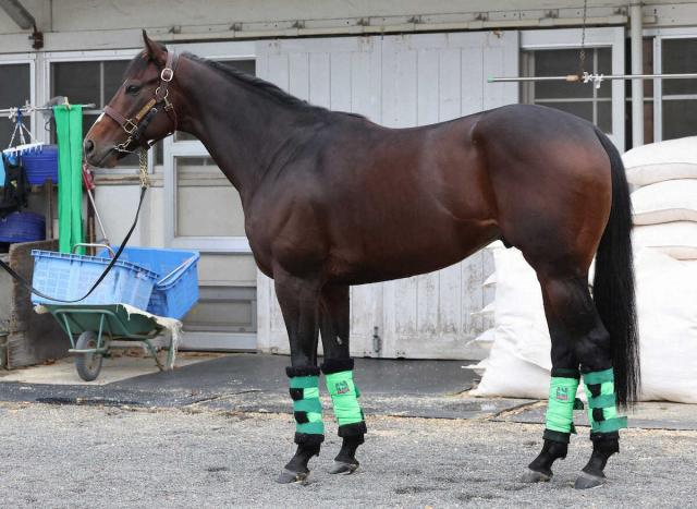 【マイルCS】エルトンバローズ85点　目つきと耳に強い意志