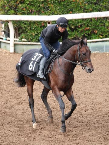 【東京スポーツ杯2歳S】ローベルクランツ、決め手非凡　小林師「東京は合う」