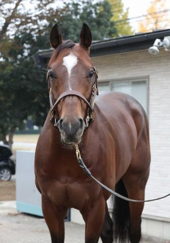 【マイルCS】レーベンスティール　田中博師「一度使った上積み感じる」