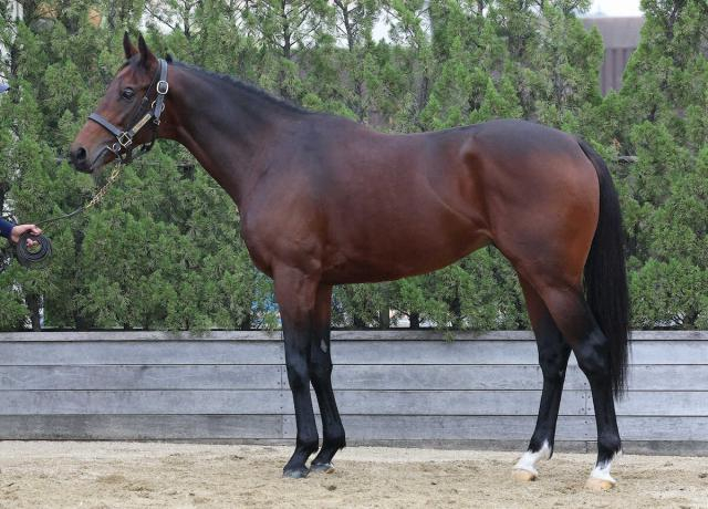 【マイルCS】オフトレイル80点　肩と首の筋肉量は十分