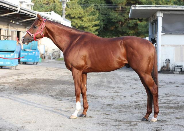 【マイルCS】ウインマーベル80点　四肢万全&毛ヅヤ良好