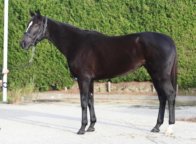 【マイルCS】アスコリピチェーノ80点　仏遠征のダメージなし