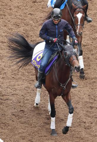 【マイルCS】オフトレイル　短期放牧で良化　吉村師「距離もマイルまでなら大丈夫」