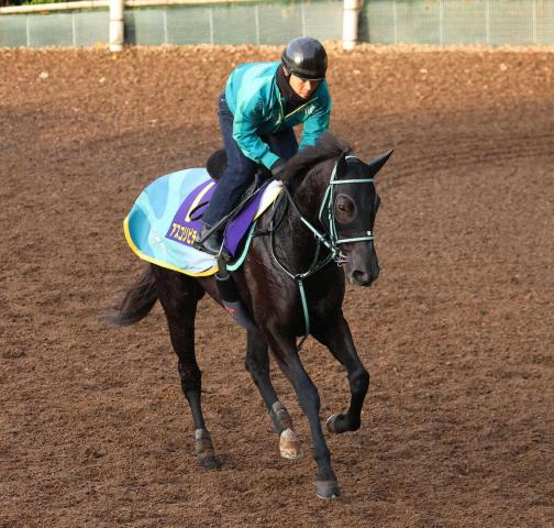 【マイルCS】アスコリピチェーノ　前走の反攻期す　陣営「順調に来ています」