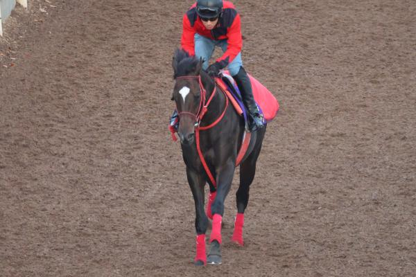 【マイルCSなど予想】今週は3日間開催で福島競馬は最終週 重賞出走有力馬の調教内容をジャッジ