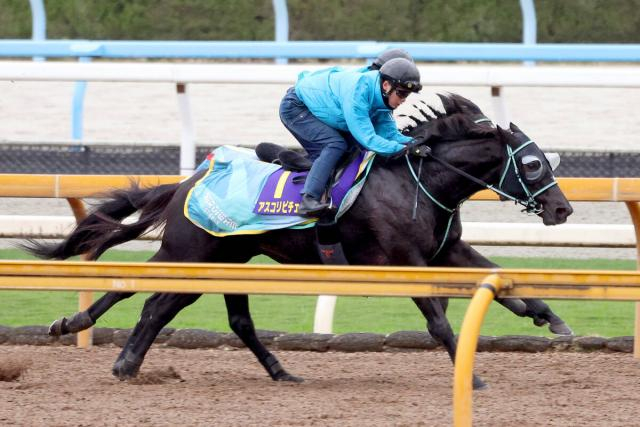 【マイルCS・理貴が見た】3度目の栗東滞在で高強度の調整消化　アスコリピチェーノ直前も攻めた