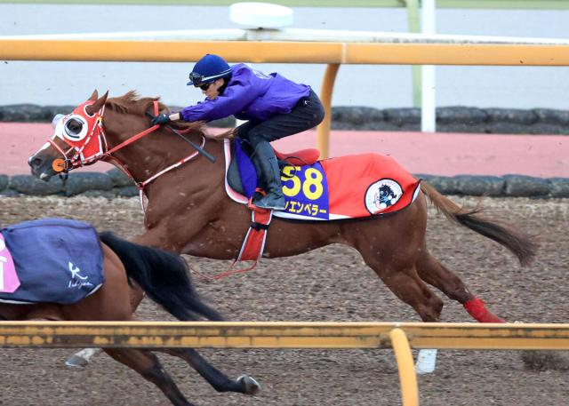 【ジャパンC1週前】昨年2着同着のシンエンペラーは78秒9―11秒4の好時計　矢作調教師「動き自体はいいなと思った」