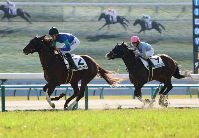 【京都新馬戦】パラディオン　初陣Vも課題残る　高杉「馬を気にして進んでいかなかった」
