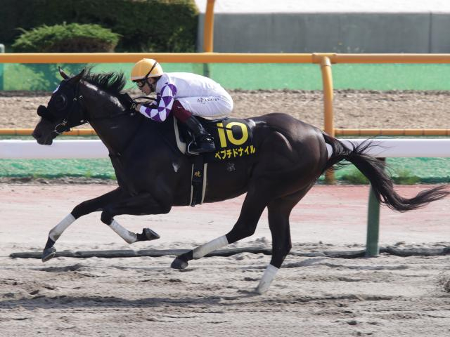 【AI予想・チャンピオンズC】優れた先行力が魅力の本命候補！ 近年の傾向からもチャンスは十分