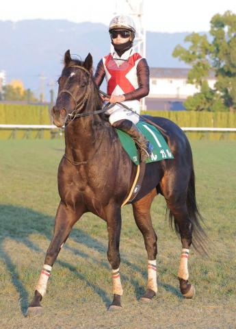 【注目馬動向・古馬】京阪杯2着のルガルは阪神Cを視野　セイウンハーデスは大阪杯を目標に調整