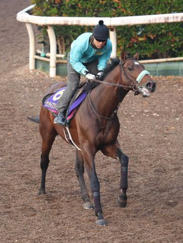 【チャンピオンズC】サンライズジパング、ポイントは「走る筋肉がどこまで戻っているか」