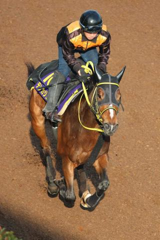 【チャンピオンズC】テンカジョウ切れ味侮れない!目を見張る成長力