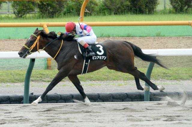 【スポニチ賞ステイヤーズS】ピュアキアン、初の芝挑戦へ　竹内師「いい状態」