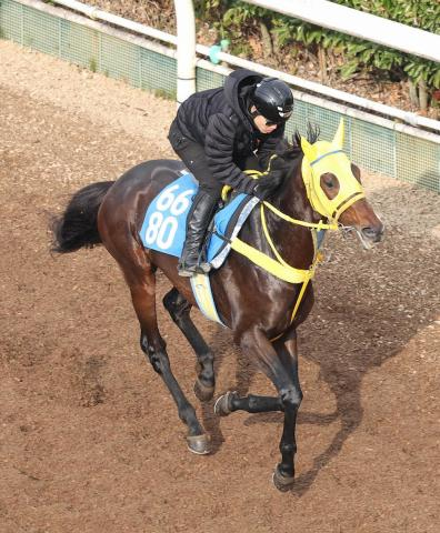 【スポニチ賞ステイヤーズS】ヴェルテンベルク、距離延長プラス