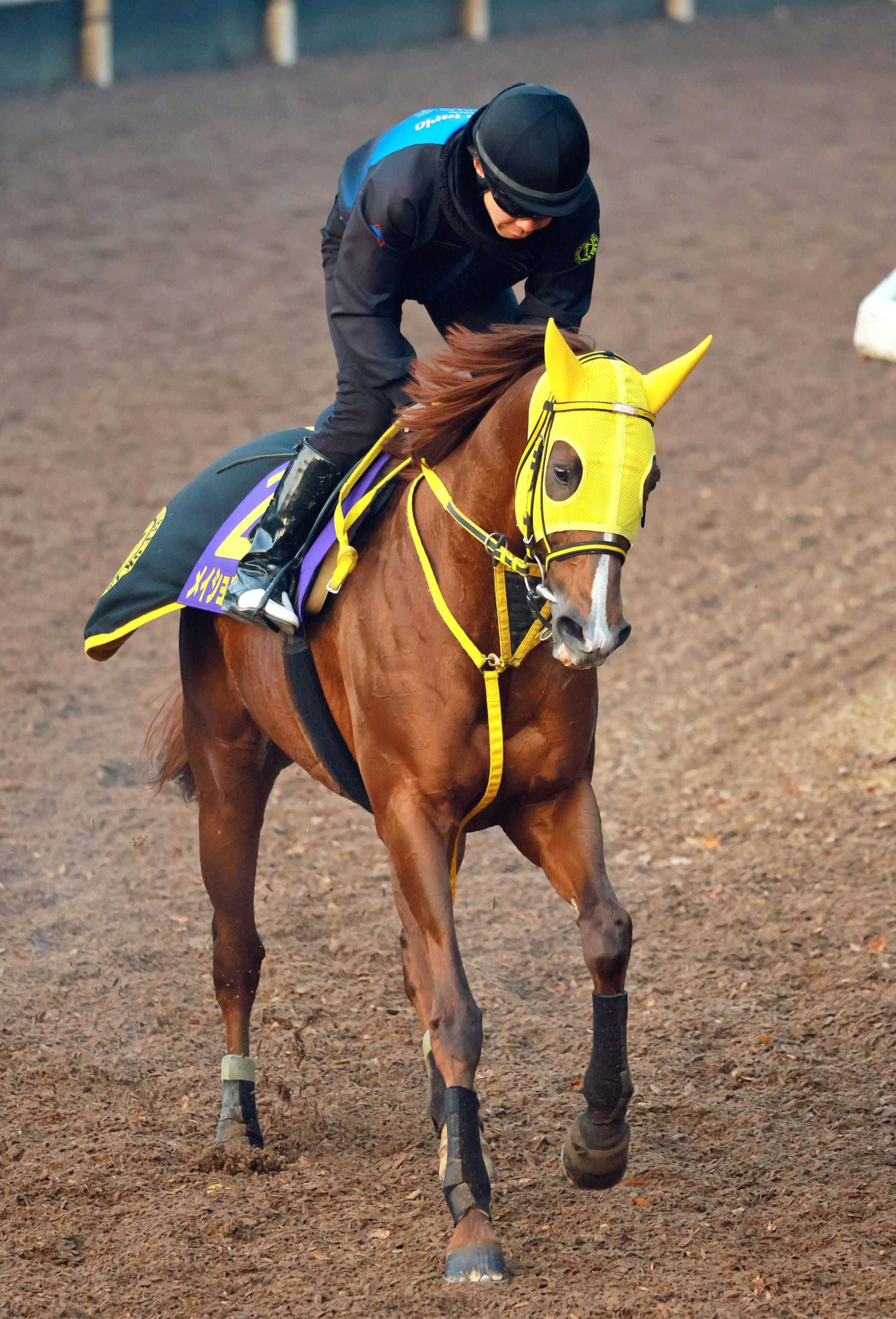 【チャンピオンズＣ】経験豊富な８歳馬・メイショウハリオに上昇ムード　武豊とベテランコンビでＪＲＡ・Ｇ１初制覇へ