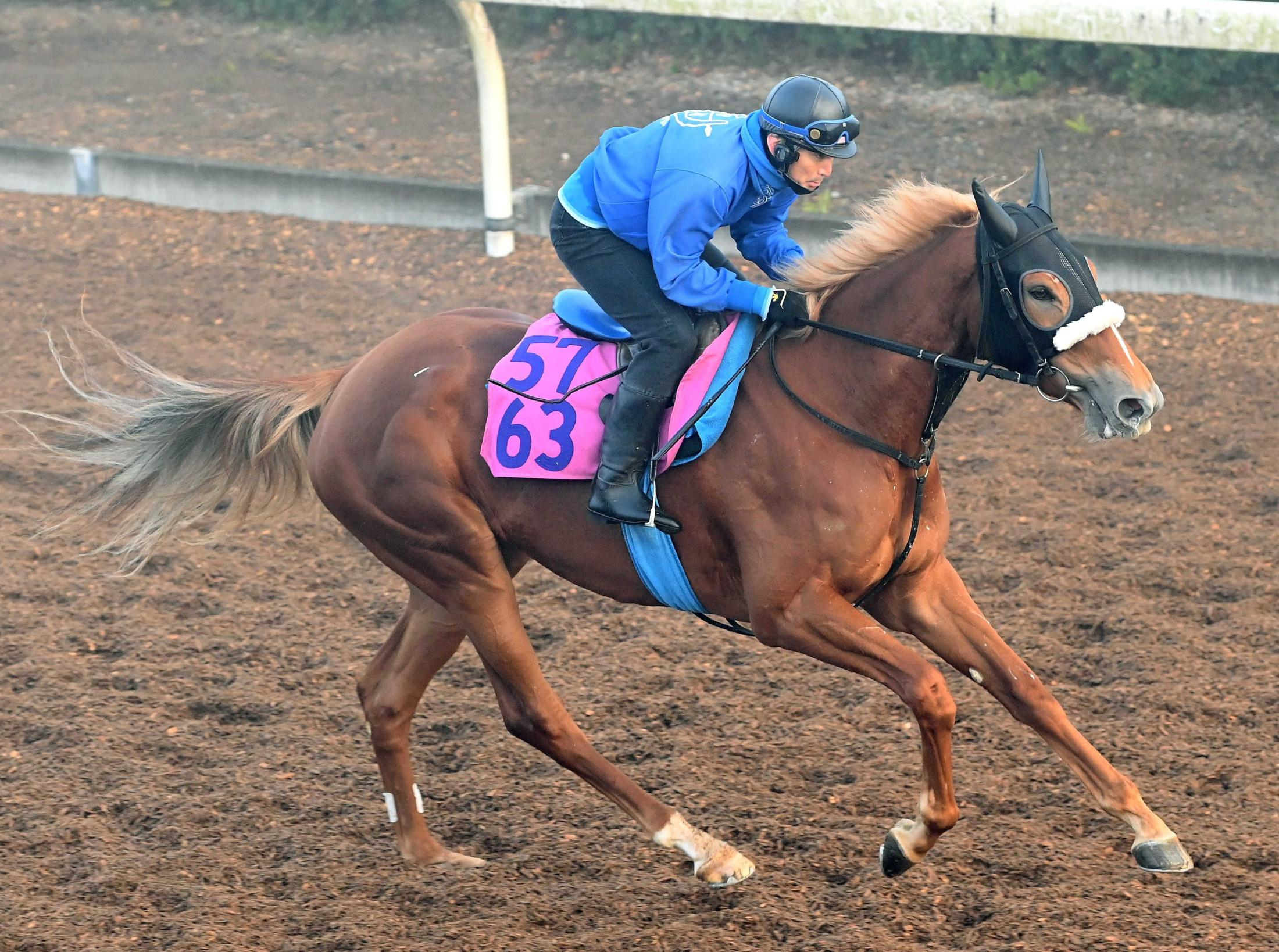 【新馬戦】アグアフレスカ　近親にペルーサ　国枝師期待のブリックスアンドモルタル産駒「長くいい脚を使えるタイプ」