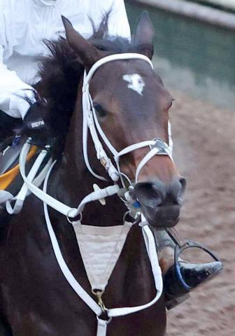 【チャンピオンズC】ビジュいいじゃん　額に輝く2つのハート??　ダブルハートボンドが史上2頭目の女王へ