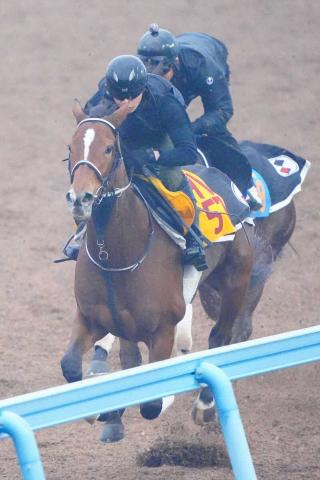 【スポニチ賞ステイヤーズS】ホーエリート、しまい重点1F11秒6　田島師「動き問題ない」