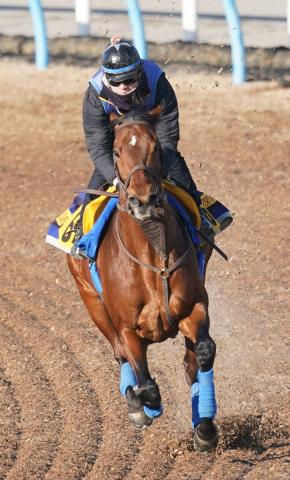 【スポニチ賞ステイヤーズS】クロミナンス、脚さばき叩き着実に良化