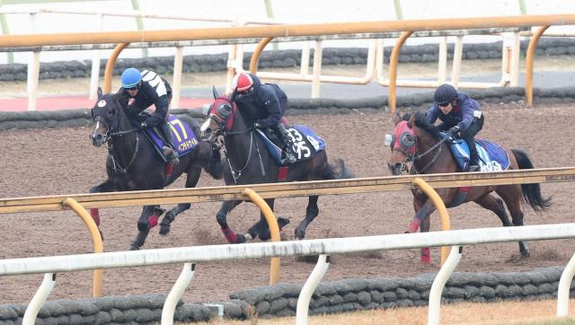 【チャンピオンズC】ペプチドナイル、巻き返しへ3頭併せでビシッ