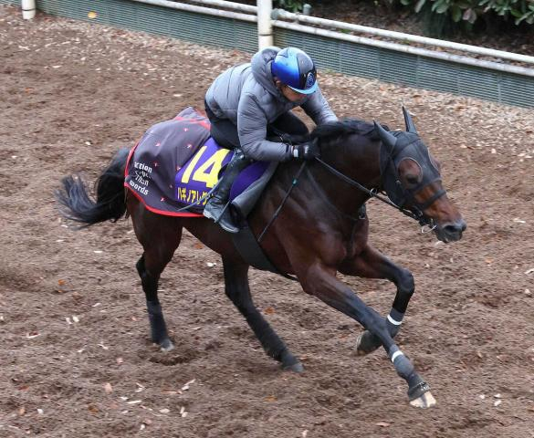 【チャンピオンズC】8歳ハギノアレグリアス、四位師「元気いっぱい」