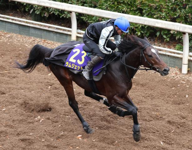 【チャンピオンズC】ラムジェット、坂路単走4F52秒6　佐々木師「上積みある」