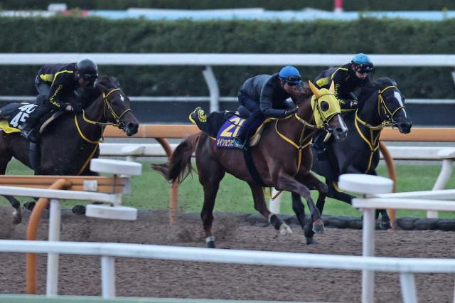 【チャンピオンズC】メイショウハリオ、引退&種牡馬入り発表　ラストランで悲願G1勝ちへ