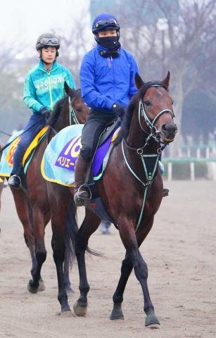 【チャンピオンズC】ペリエール、単走キビキビ　黒岩師「状態面では期待」