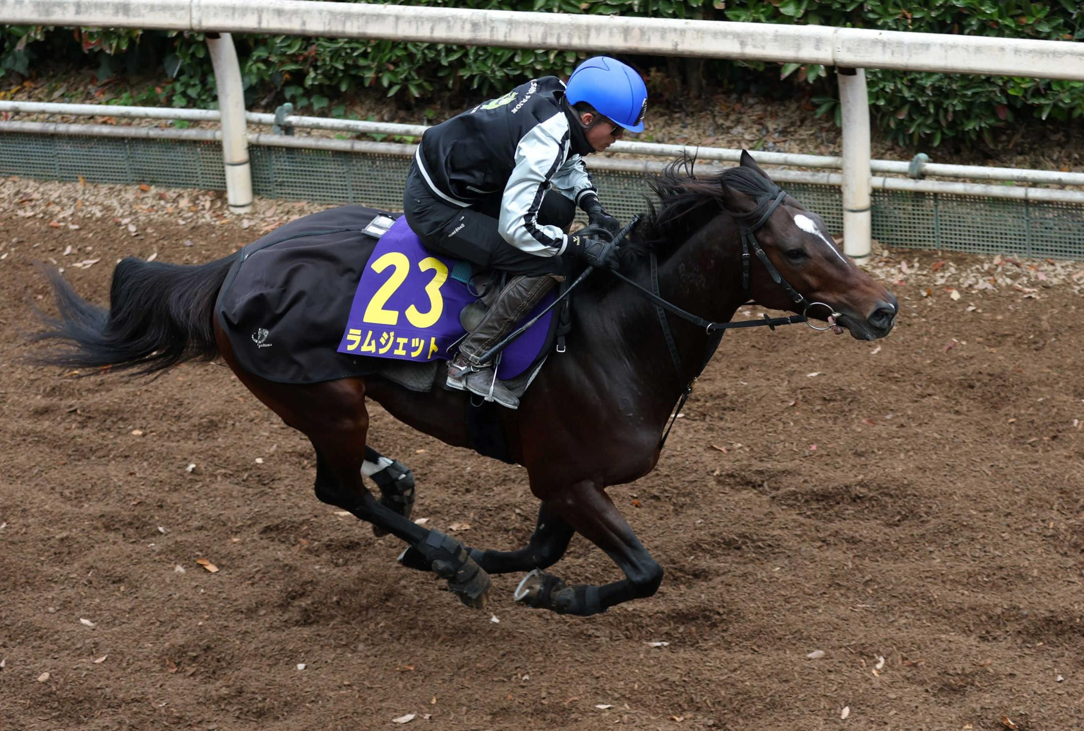 【チャンピオンズＣ】ラムジェット　アクション力強く登坂　佐々木師も期待「上積みがありいい状態」