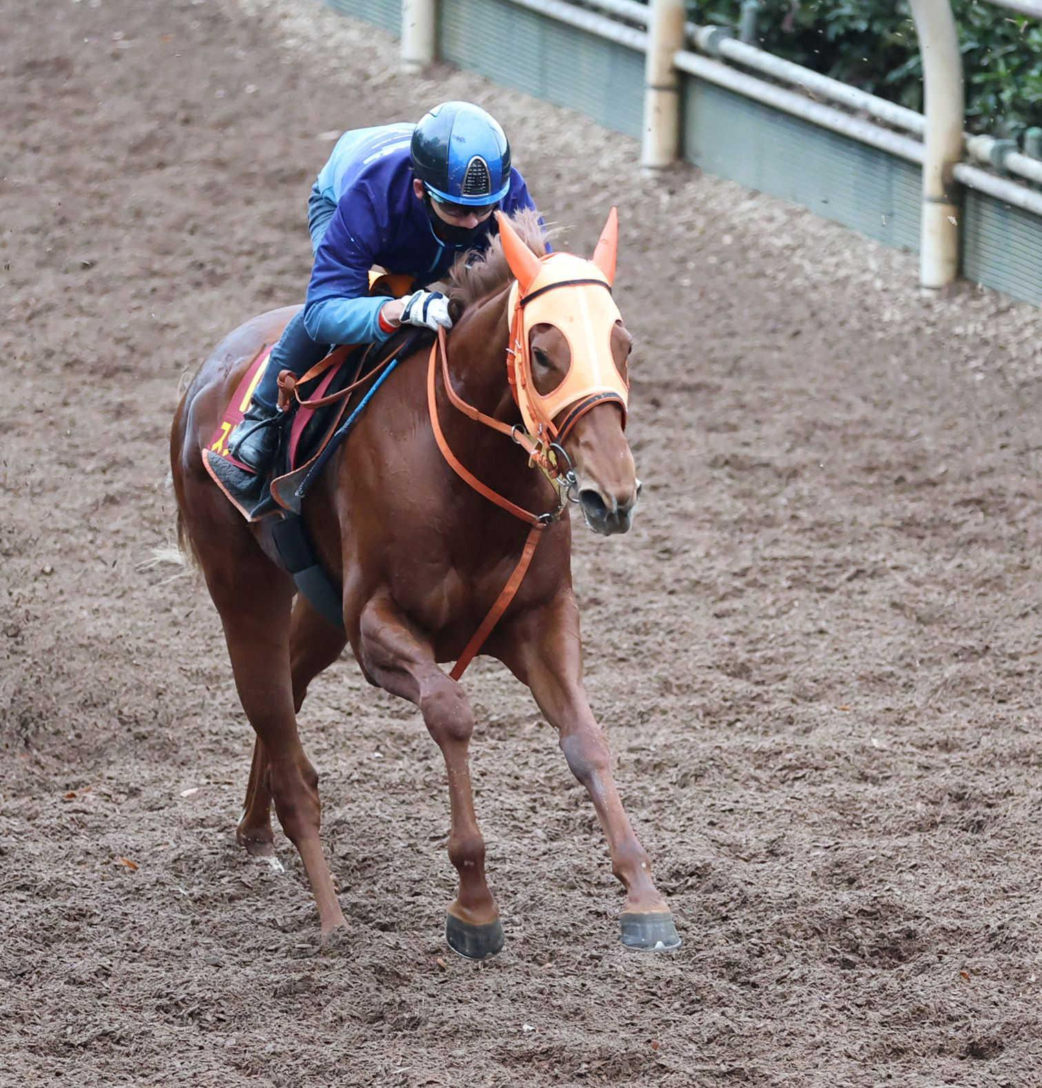 【阪神ＪＦ】スターアニス　上々登板　弾むような脚さばき　高野師もたくましさ実感「ゆとりをもって受け入られるように」