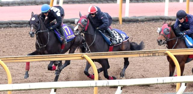 【チャンピオンズC】ペプチドナイルが巻き返しへ攻め強化　武英調教師「これでグッと変わってくれれば」