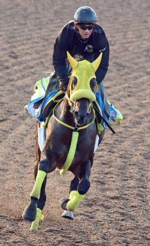 【チャンピオンズC】2年連続2着のウィルソンテソーロは3年連続4枠　高木調教師「良い枠じゃないですか」