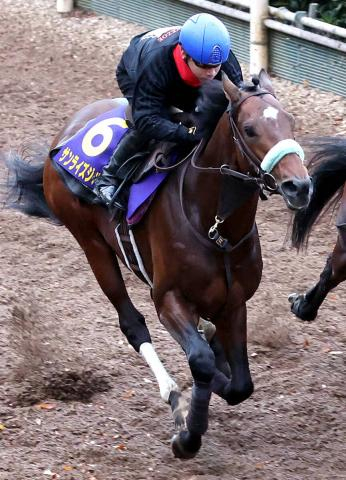 【チャンピオンズC】これまで勝ち馬はなし　13番枠にもサンライズジパング陣営は前向き「外枠の方がレースはしやすい」