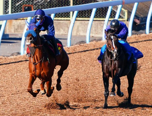 【阪神JF1週前追い】アルバンヌ、余力十分の走り　田中博師は穏やかな表情