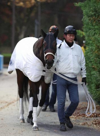 【チャンピオンズC】ダブルハートボンド、2番枠に山口助手「いい枠引けた」
