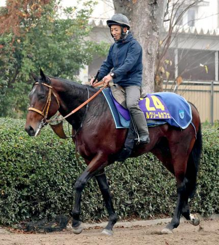 【チャンピオンズC】ルクソールカフェがナルカミに再挑戦　陣営「何とか逆転してもらえるように」