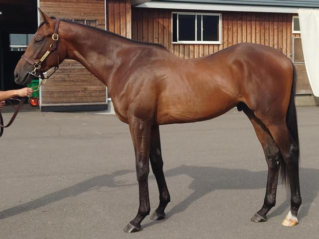 母はエリザベス女王杯覇者のラキシス デプレがデビュー勝ちなるか