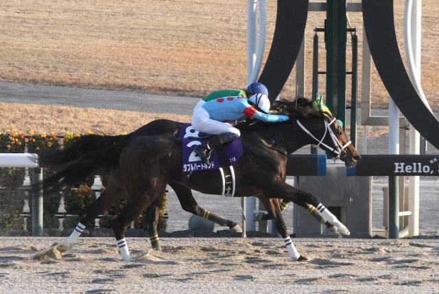 【チャンピオンズC】壮絶な追い比べ…9センチ差で決着　ウィルソンテソーロは同一G1・3年連続2着